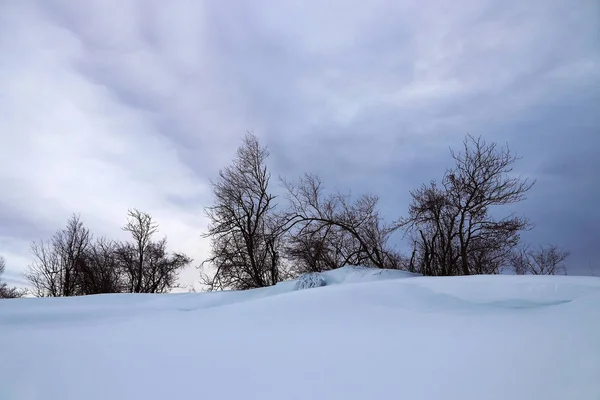 Winter Landscape Lots Snow Group Trees — 스톡 사진