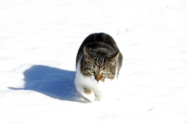 Pequeno Gato Marrom Branco Corre Feliz Através Neve Alta Inverno — Fotografia de Stock