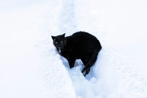 Gatto Nero Inverno Nella Neve Alta — Foto Stock