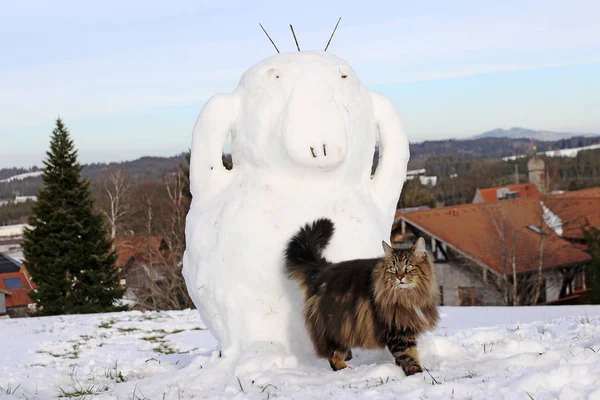 Μια Νορβηγική Γάτα Δάσος Χειμώνα Μπροστά Από Ένα Χιονάνθρωπο — Φωτογραφία Αρχείου