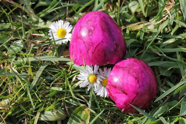 Baharda papatyaların üzerindeki pembe Paskalya yumurtası kabukları.