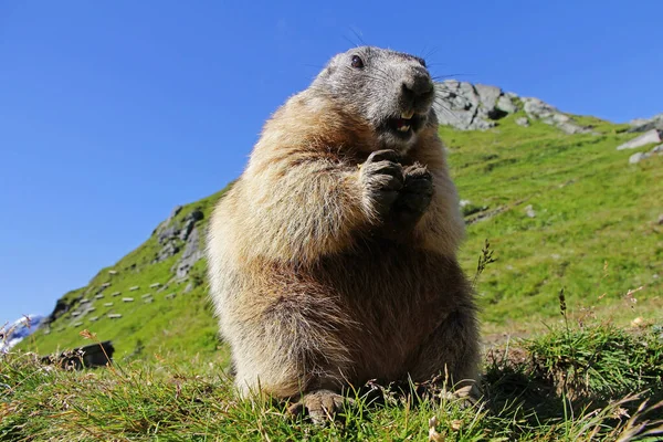Marmot High Mountains Austria Holds Food Its Paws — Stock Photo, Image