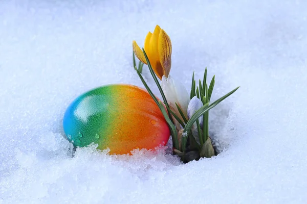 Telur Paskah Berwarna Warni Dan Crocuses Berbunga Salju — Stok Foto