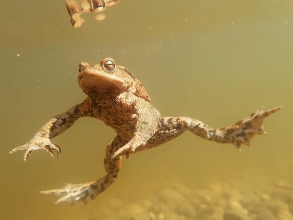 Plan Sous Marin Crapaud Dans Lac Lande Bavière — Photo