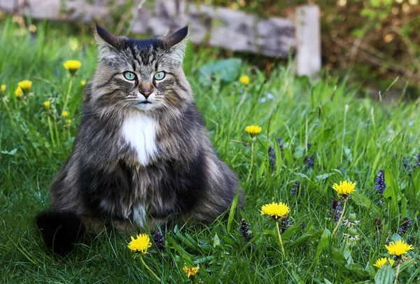 Mladá Norská Lesní Kočka Sedící Legračním Výhledem Louku Pampeliškou — Stock fotografie