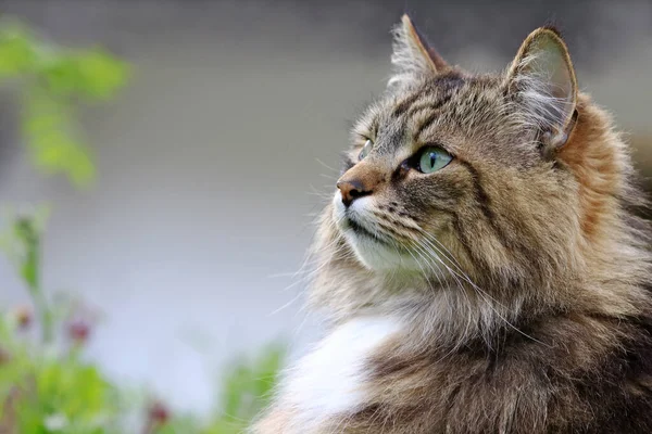 Volto Gatto Forestale Norvegese Piuttosto Curioso Nel Giardino — Foto Stock