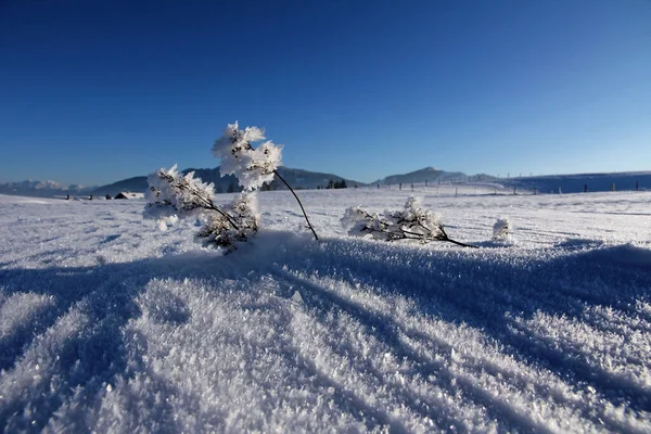 Dia Frio Gelado Inverno Com Cristais Gelo Nas Plantas Chão — Fotografia de Stock