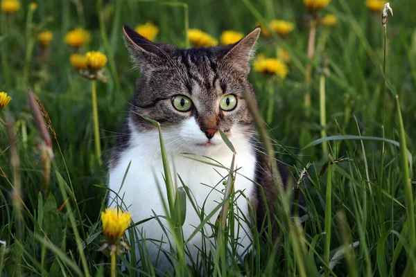 Gato Pequeno Senta Campo Com Dentes Leão Uma Noite Primavera — Fotografia de Stock