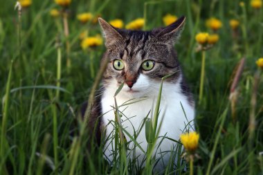 Akşamları çayırda küçük kahverengi beyaz bir kedi