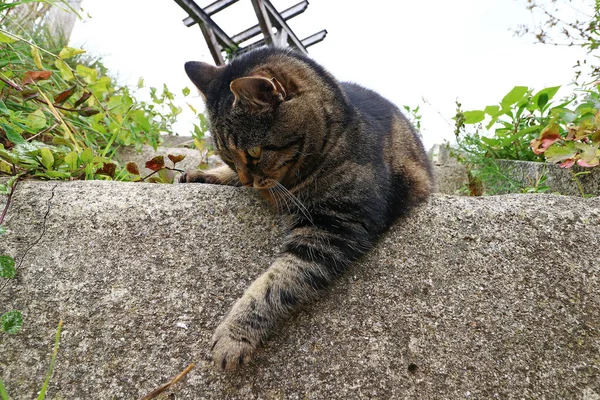 Ευρυγώνια Βολή Μιας Μικρής Χοντρής Γάτας Που Παίζει — Φωτογραφία Αρχείου