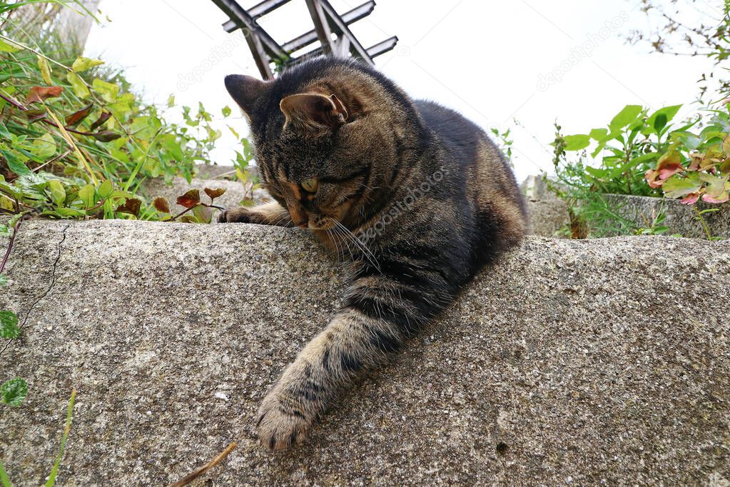 Wide-angle shot of a playing little fat cat