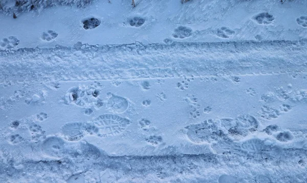 Traces of people, dogs, cats and cars in the snow.