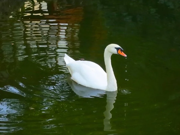 Cisne en un estanque. — Foto de Stock