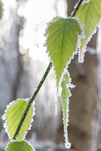 Frozen leaves covered with hoarfrost of winter morning — Stock Photo, Image