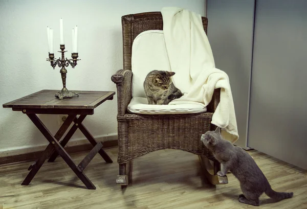 部屋で 2 匹の猫が導入されました — ストック写真