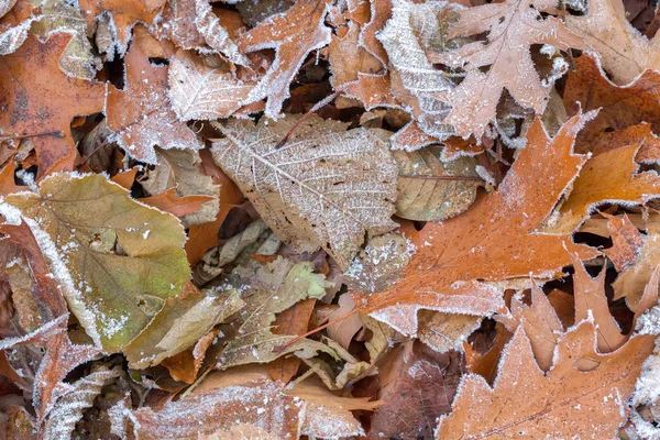 Заморожене листя, покрите калюжею зимового ранку — стокове фото