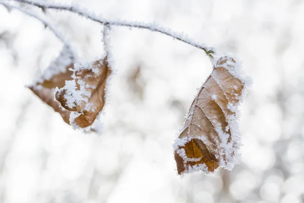 Hojas congeladas cubiertas con escarcha de invierno por la mañana — Foto de Stock