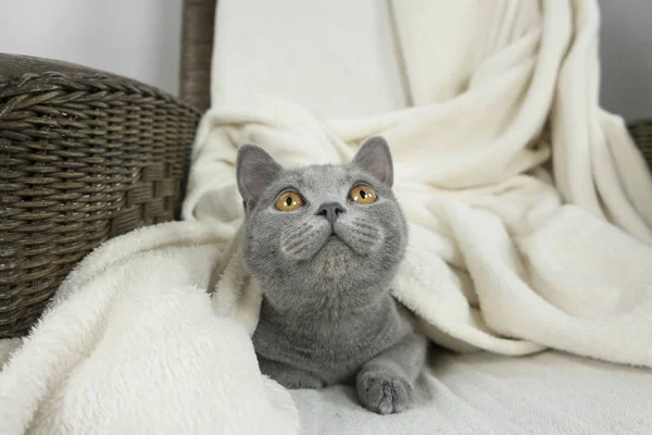 Azul britânico gato coberto com cobertor — Fotografia de Stock
