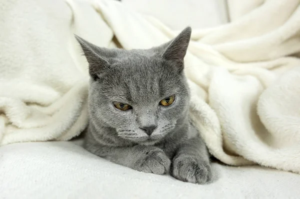 Blue British cat covered with blanket — Stock Photo, Image