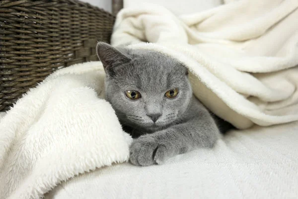 Синяя британская кошка, покрытая одеялом — стоковое фото