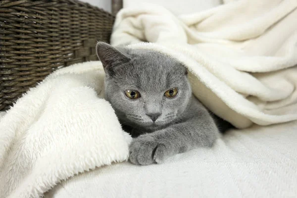 Azul britânico gato coberto com cobertor — Fotografia de Stock