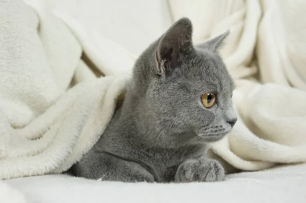 Azul gato británico cubierto con manta —  Fotos de Stock