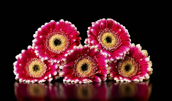 Pink gerberas on a black background — Stock Photo, Image