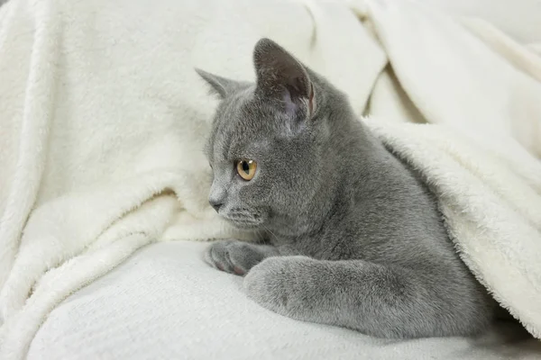 Blue British cat covered with blanket — Stock Photo, Image