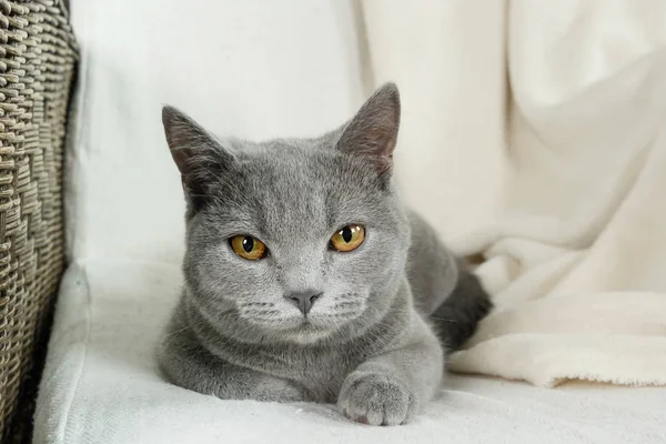 Azul gato británico cubierto con manta — Foto de Stock