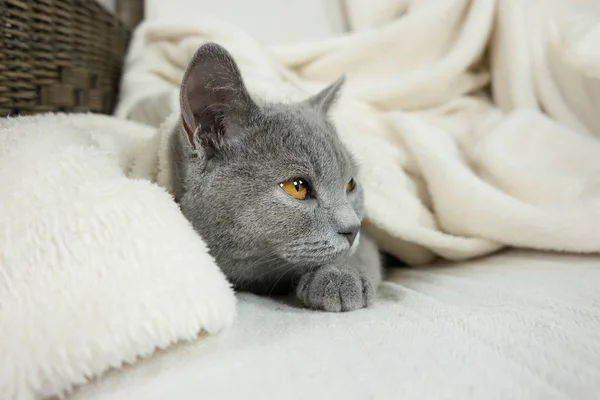 Blue British cat covered with blanket — Stock Photo, Image