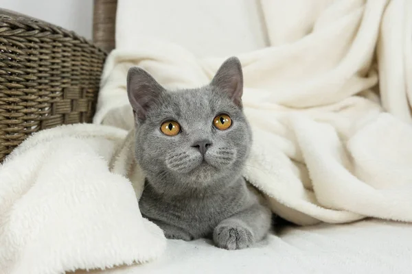Blue British cat covered with blanket — Stock Photo, Image