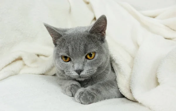 Azul britânico gato coberto com cobertor — Fotografia de Stock