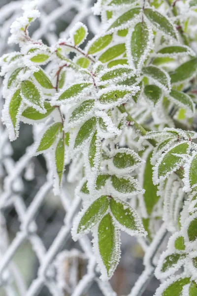 Fryst blad täckt med rimfrost i vintermorgon. — Stockfoto