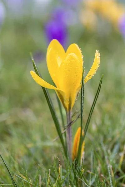 Crocus květiny v ranní rosa — Stock fotografie