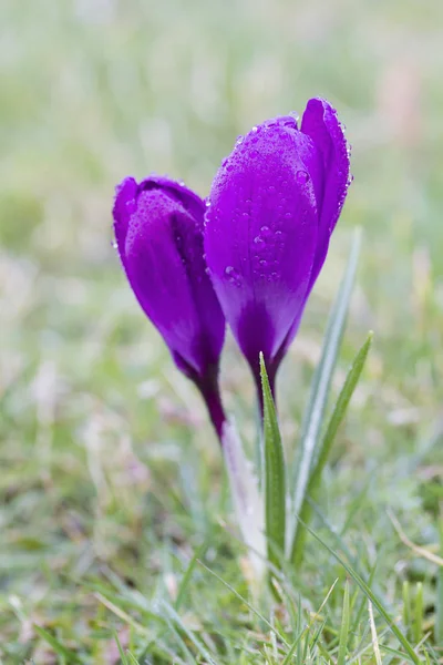 Fiori di cocco in rugiada del mattino — Foto Stock