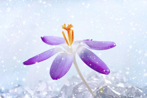 One Crocus flower under snow — Stock Photo, Image