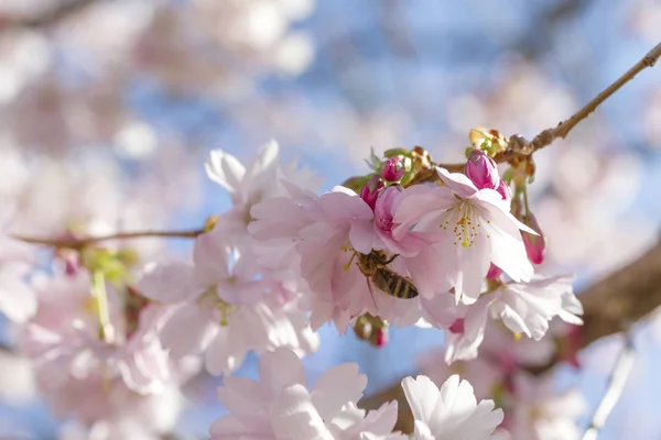 Cherry blossoms against the blue sky — Stock Photo, Image