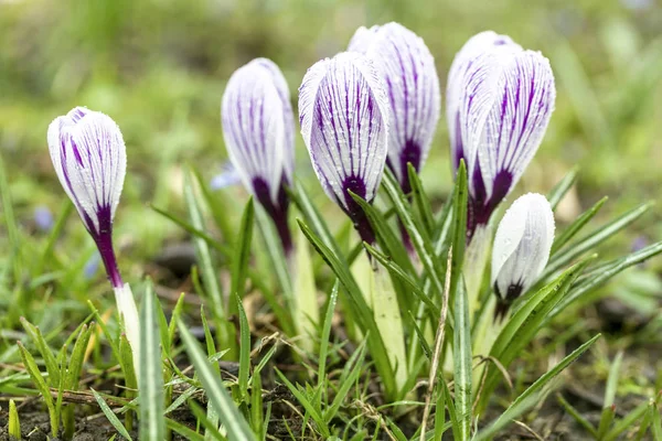 Crocus květiny v ranní rosa — Stock fotografie