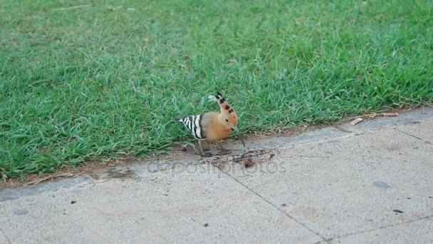 Hoopoe feeding on the ground — Stock Video