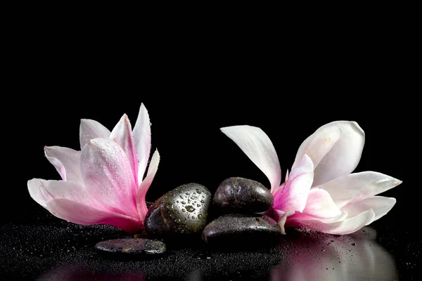 Manolya çiçeği kapatmak kadar izole üzerinde siyah arka plan — Stok fotoğraf
