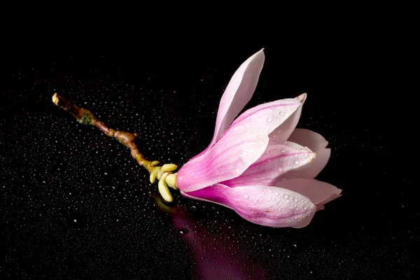 Magnolia bloesem close-up geïsoleerd op zwarte achtergrond — Stockfoto