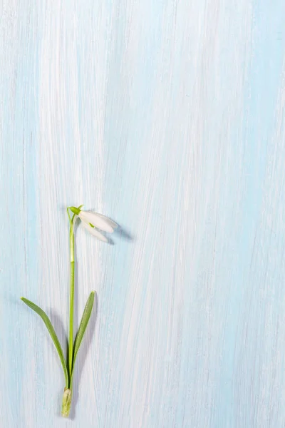 Μία λευκόιο σε φόντο ξύλινη — Φωτογραφία Αρχείου