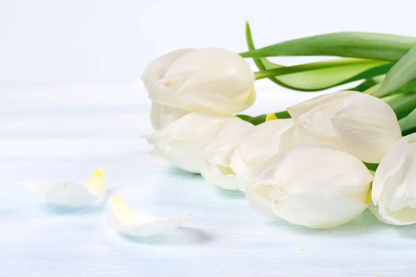 Tulipán blanco sobre mesa de madera azul —  Fotos de Stock