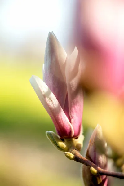 Μανόλια δέντρο λουλούδια. Ρηχό βάθος πεδίου — Φωτογραφία Αρχείου