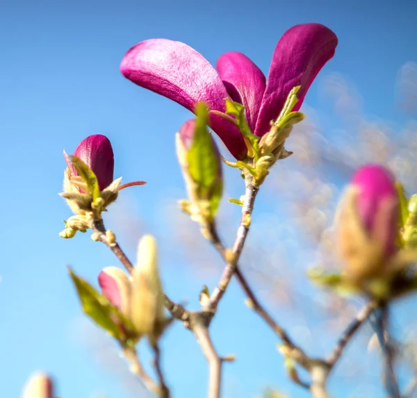 Magnolia flor de árbol. Profundidad superficial del campo —  Fotos de Stock