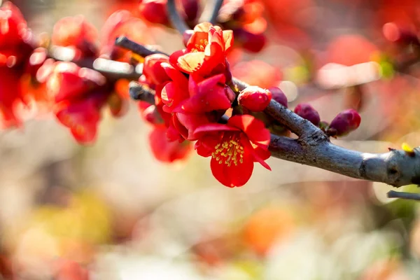 Piros virágok Chaenomeles japonica japán birs virág. Sekély mélység-ból mező — Stock Fotó