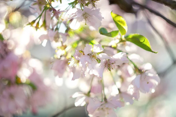 Abstract blurred background with blooming cherry. — Stock Photo, Image