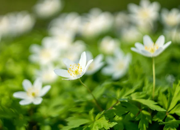 Bílá Sasanka květina na rozostřeného pozadí. Malá hloubka ostrosti — Stock fotografie