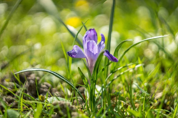 Šafrán květ v trávě vlhké jaro s malou hloubkou ostrosti — Stock fotografie