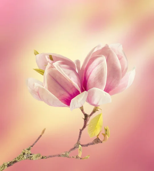 Mooie verse magnolia bloemen close-up — Stockfoto